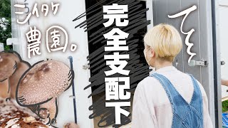 【ロシアン佐藤】完全管理！箱入りしいたけ。コンテナ栽培がめっちゃハイテクだった。【RussianSato】