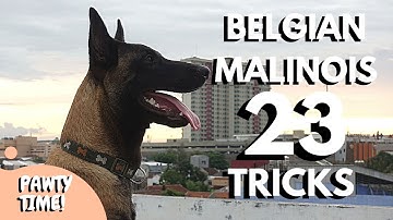 Belgian Malinois Performing 23 Tricks! | Rooftop Training