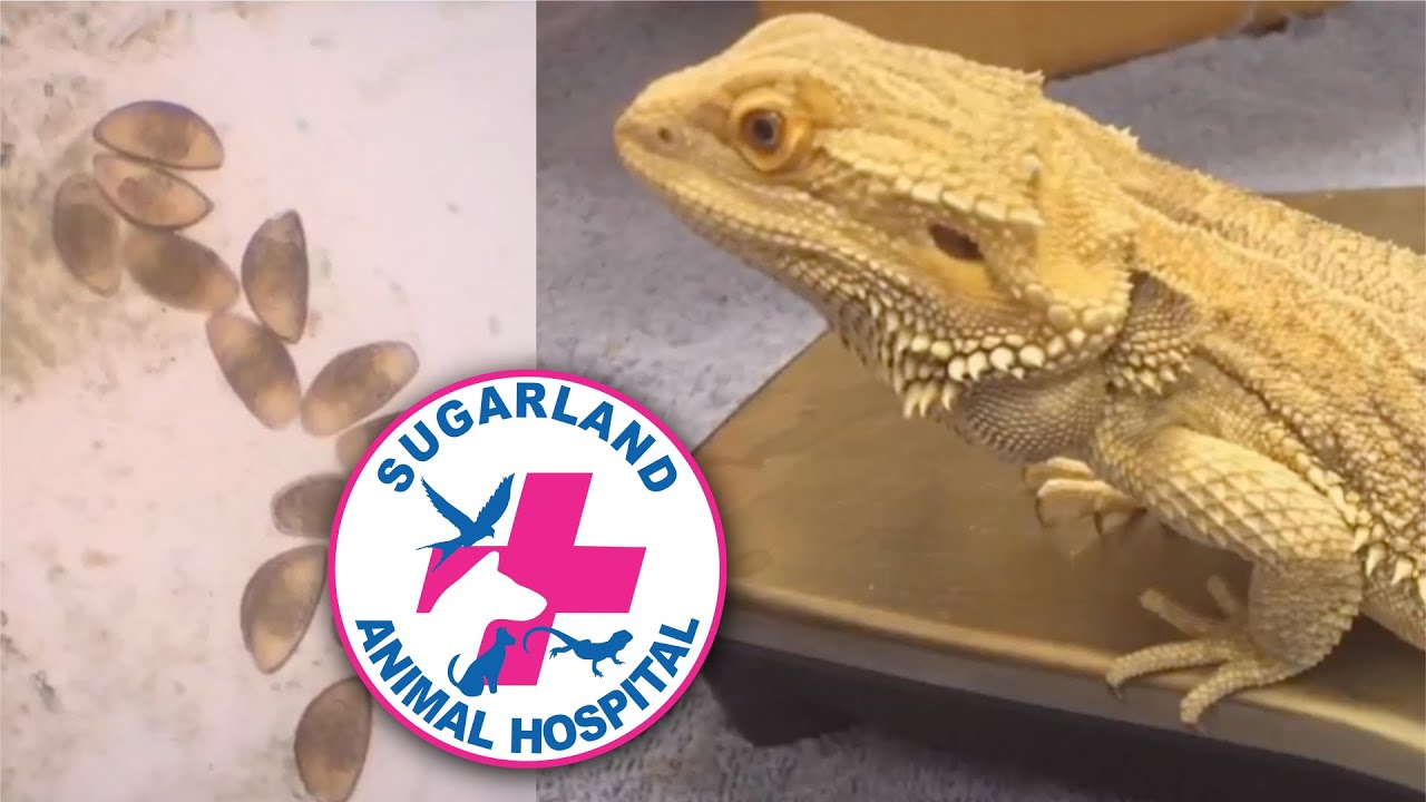 BEARDED DRAGON IN TO SEE DR MIKE