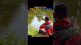 Tiger Frog Attack &amp; Catch Tiger Snakehead Fish #krfishhunter #snakeheadfishing #fishing