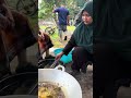 Talapia hitam goreng kunyit #tilapia #goreng #ikangoreng #resepsimple #pahang
