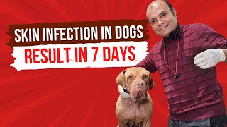 Skin Infection In Dogs - Result In 7 Days | By Baadal Bhandaari by Dogs Your Friends Forever 2,832 views 3 months ago 5 minutes, 30 seconds