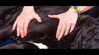 Canine Rehab Assessment: Myofascial Palpation & Neuromotor Patterning (Deanna Rogers, PT CCRP CCFT)