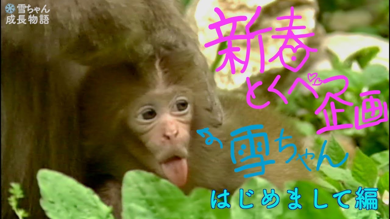生まれるまでが◯◯だった子ザルの雪ちゃん #成長物語 #snowy ママは