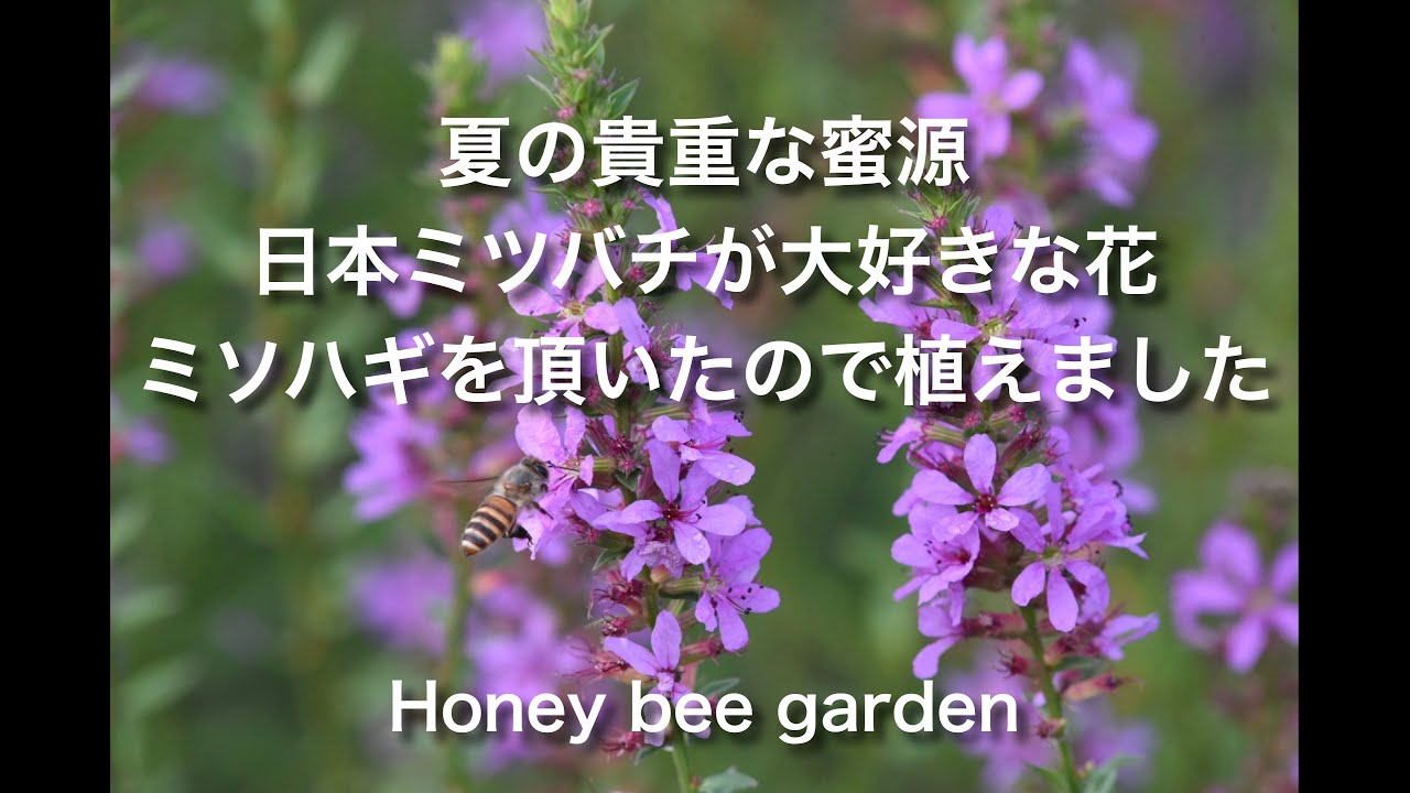 夏の貴重な蜜源を頂いたので植えました 日本ミツバチが棲む庭 honey