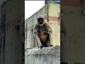 हमारे गांव में बंदर #minivlog #minivloging #monkey #villagevlog #viralvideo