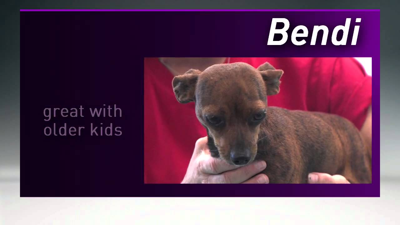 petco hours Peewee's Pet Adoption - Paws for Pets - Bendi