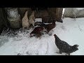 Karda Tavuklar - snow chicken