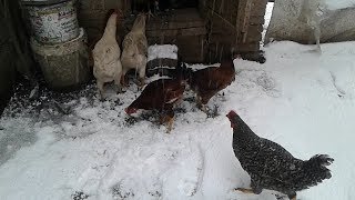 Karda Tavuklar - snow chicken