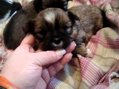 shorkie newborn puppies