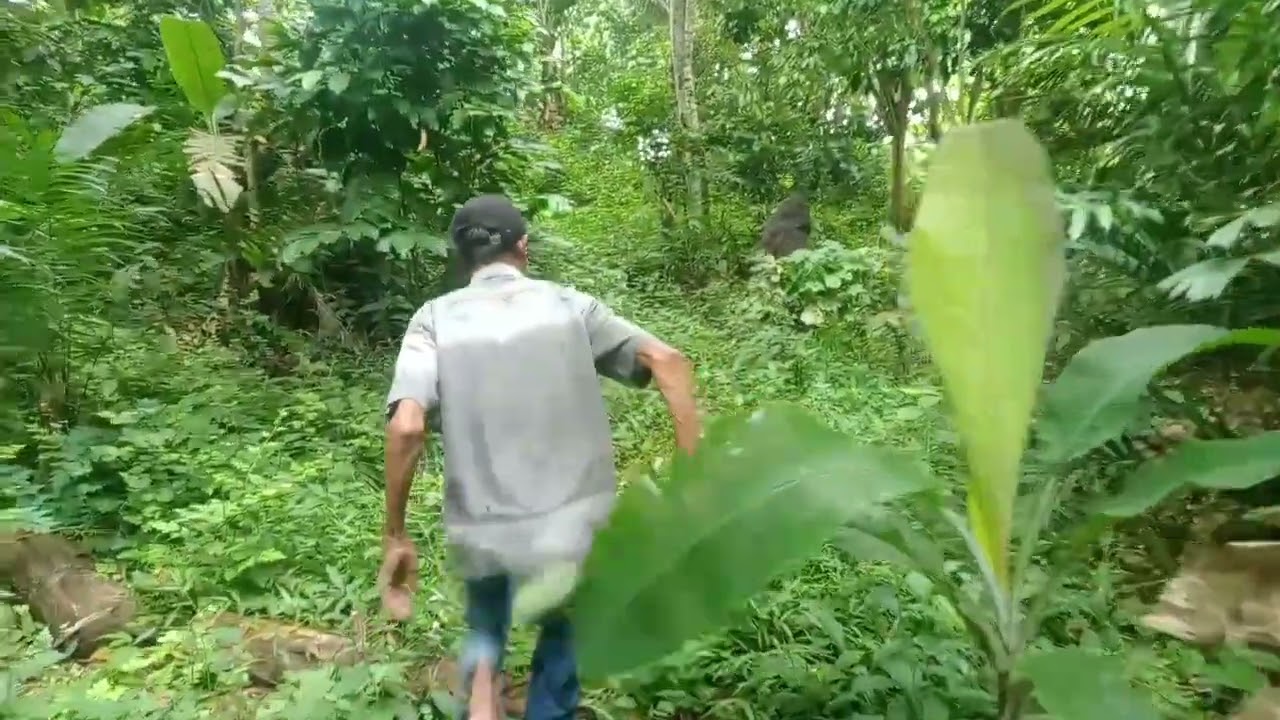 Suku mante / suku pedalaman masuk kebun warga 