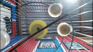 Pleci Sorowako Gacooor!!!