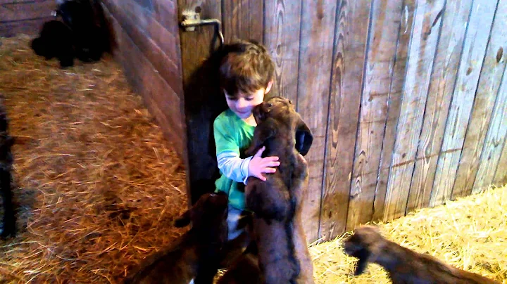 Goats with kids with kids of mine