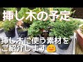 挿し木の予定　挿し木に使う素材をご紹介します(盆栽・初心者の方向け)