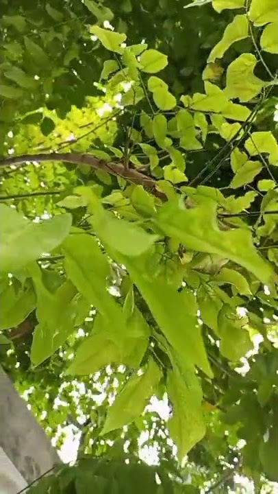 video aesthetic pagi hari yang cerah