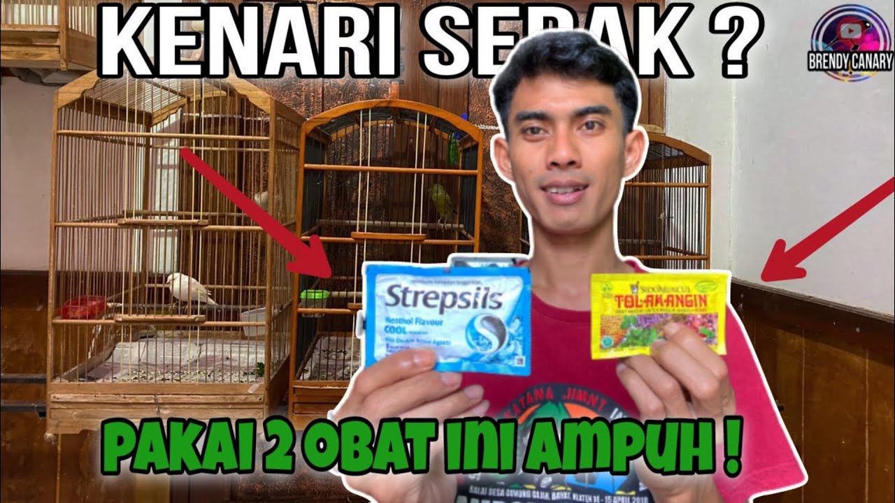Cara Mengatasi Kenari Serak • Simak tips berikut ini terbukti ampuh‼️