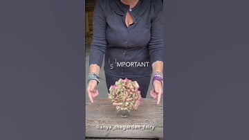 HOW TO DRY HYDRANGEAS