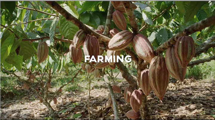Cacao farming