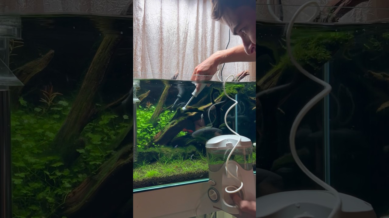 I had this crazy idea… #aquascape #aquarium #youtubeshorts #aquariumhobby #fishtank