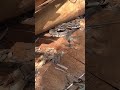 Rattlesnake #snake #wildlife #animals #wildanimals #documentary
