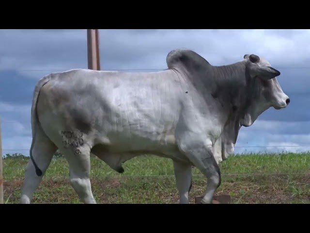 Lote 39 Leilão Outono Fazenda Modelo - Guto Grassano & Convidados
