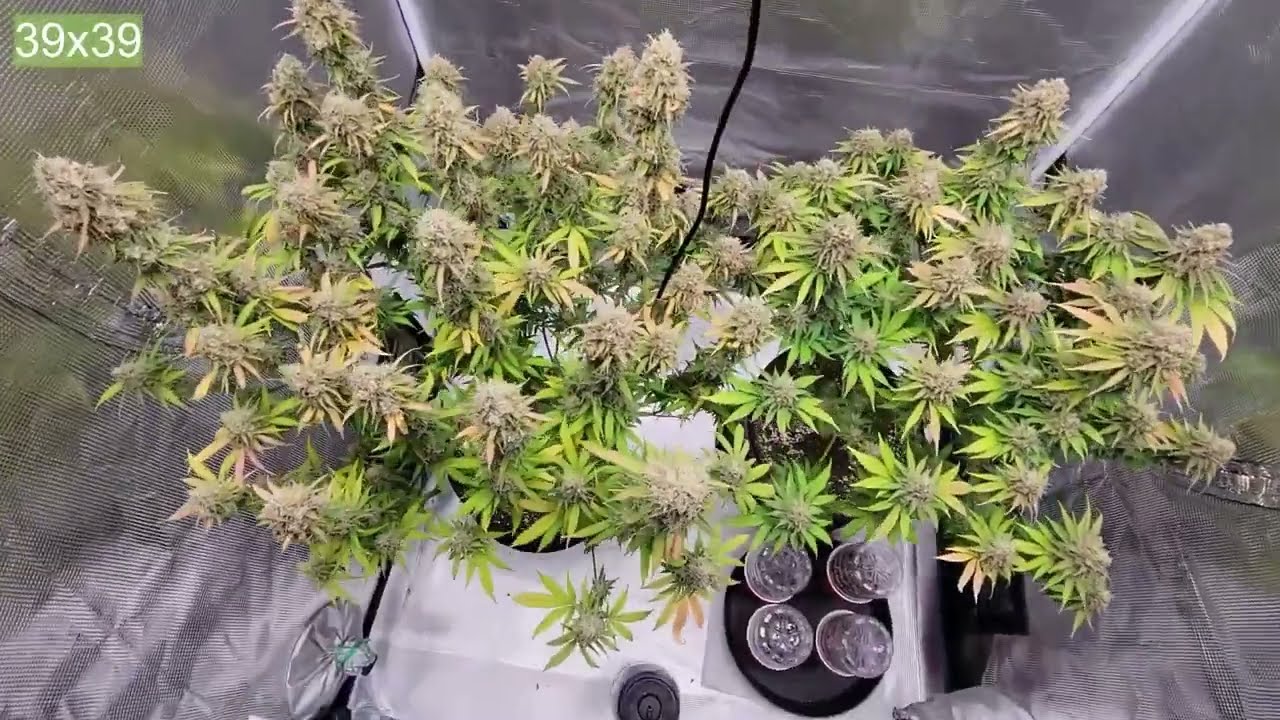 Zoltrix Grower-1.5 POUND CHEESE HARVEST! EPIC ORGANIC GARDEN   