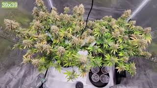 Zoltrix Grower-1.5 POUND CHEESE HARVEST! EPIC ORGANIC GARDEN   #ZOLTRIXGROWER #GROWYOUROWN #ORGANIC