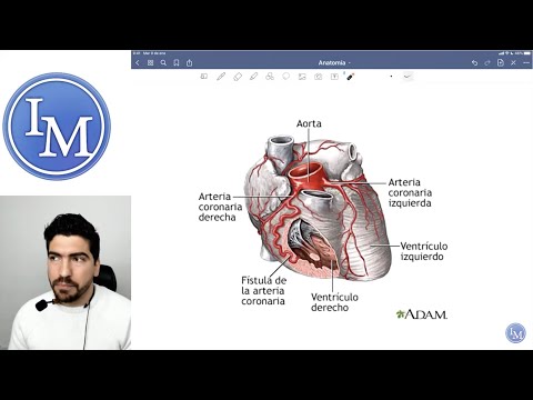 Video: ¿A qué te refieres con anatomía de Kranz?