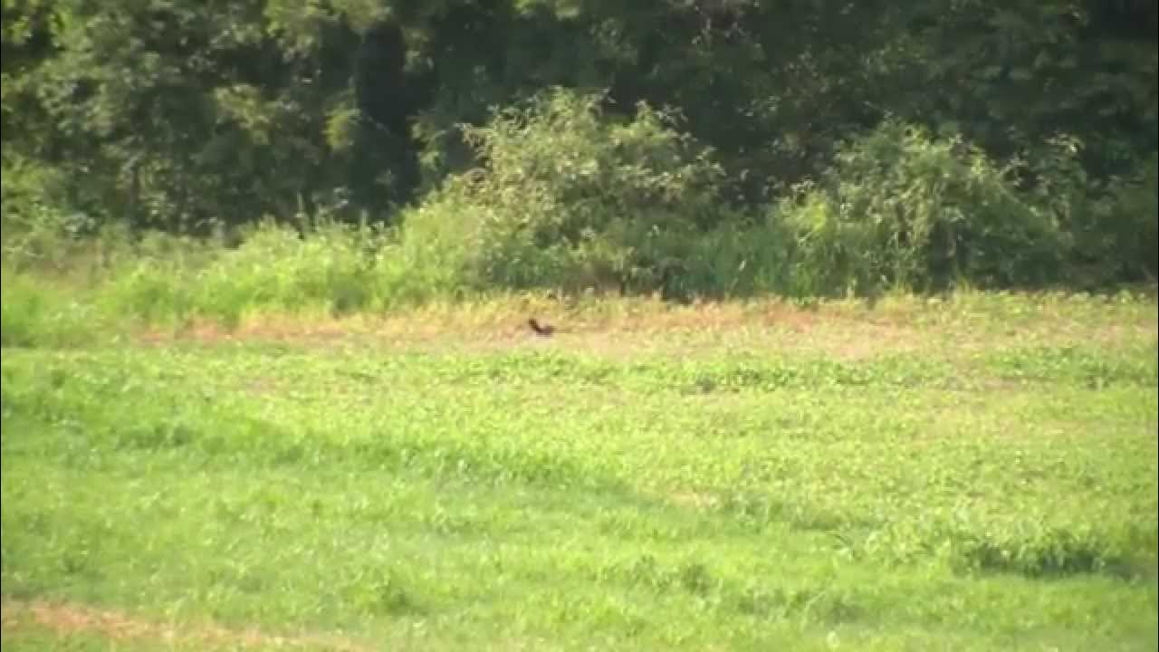 Groundhog Hunting - YouTube