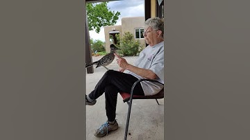 Roadrunner begging for food