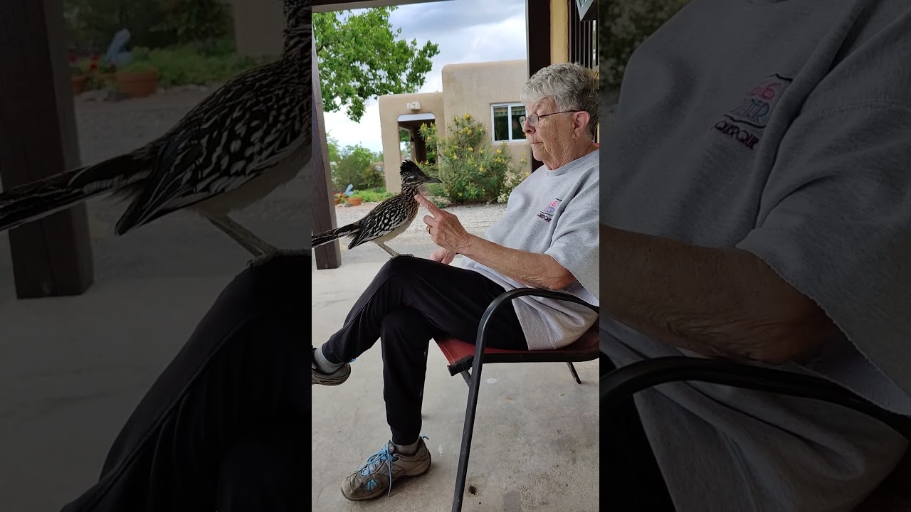 Roadrunner begging for food
