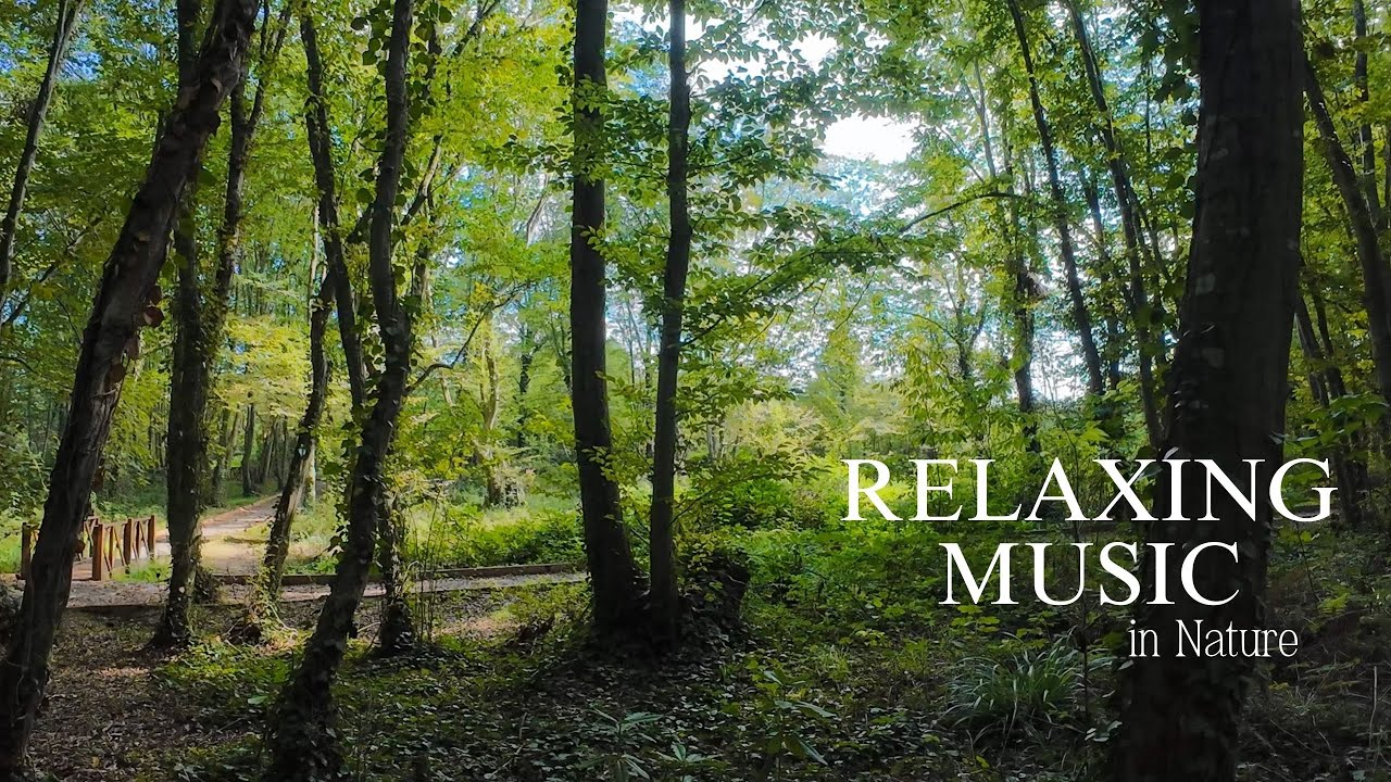 Relaxing Forest and Piano Music | Nature Sounds - YouTube