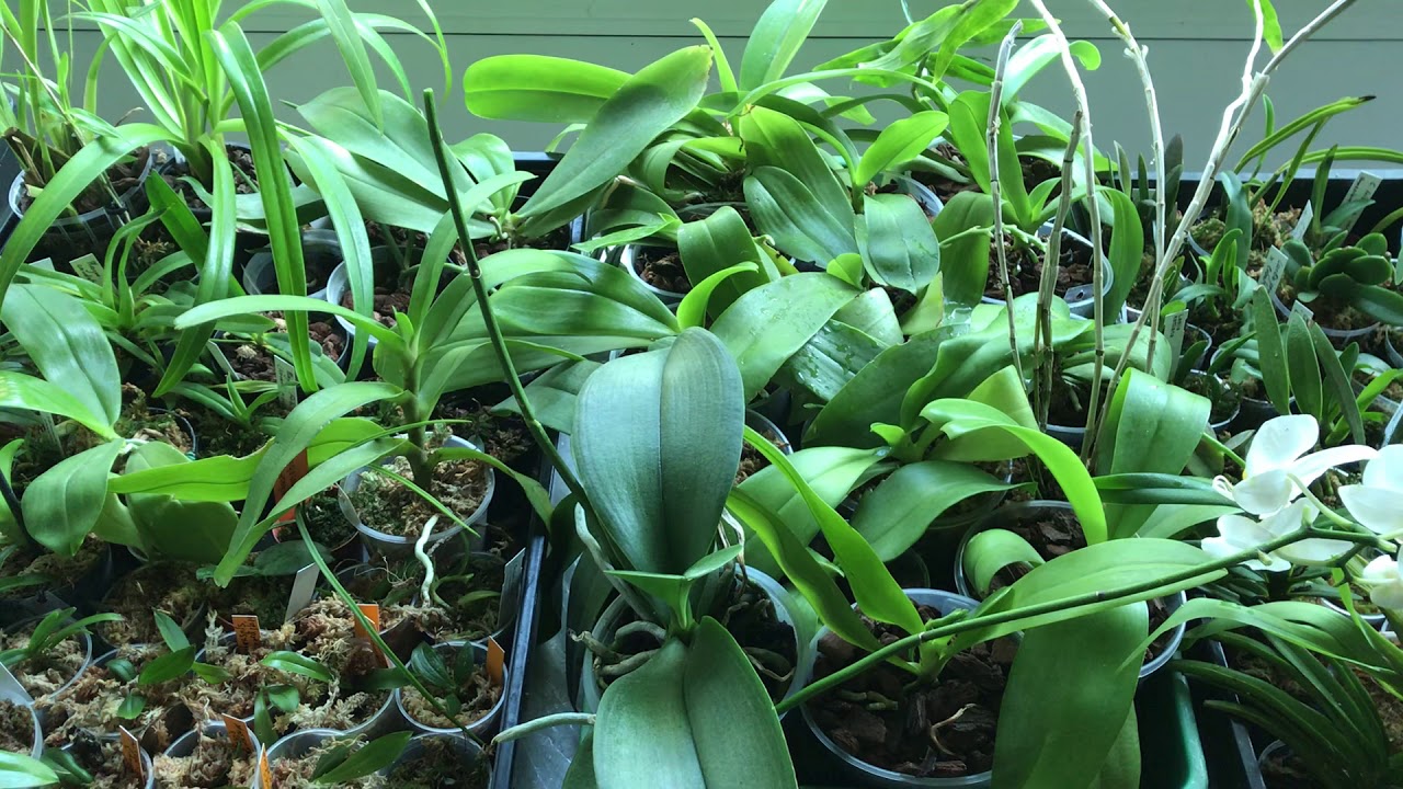 Phalaenopsis-Blütentrieb schneiden: Grün oder vertrocknet richtig beurteilen
