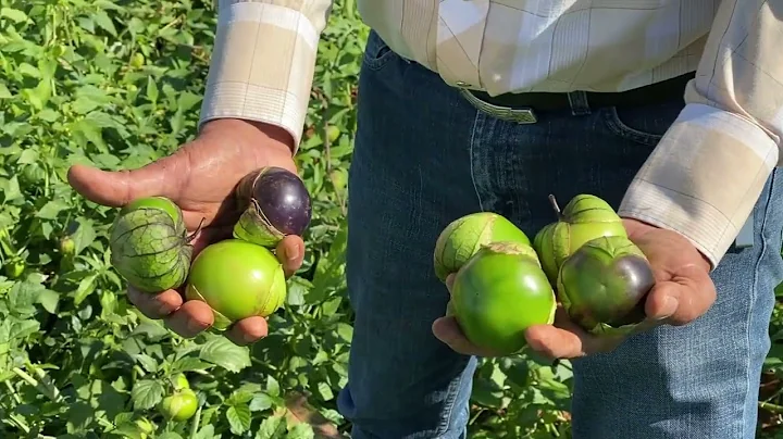 Tomatillo variedad Catarina Plus con gran potencial