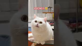 KUCING MINTA MAKAN!!!#kucing #kucinglucu #kucingimut #cat #kucingmintamakan