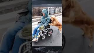 Good boy by I Love My Dog 7 views 1 year ago 3 minutes, 45 seconds