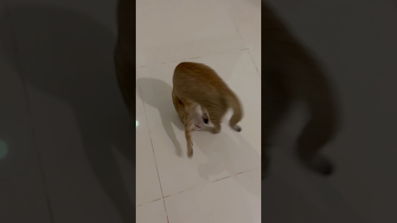 Cat like to jump & flip while playing chase 🤣🤪