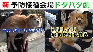 新・狂犬病予防接種会場のドタバタ劇！！