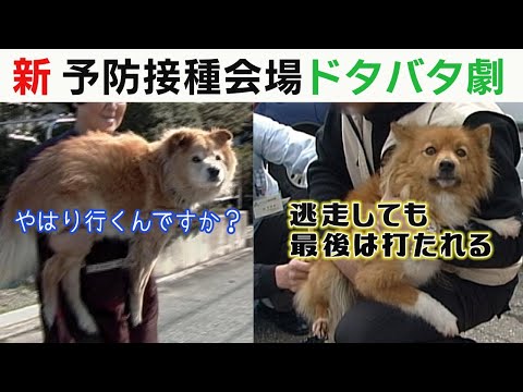 新・狂犬病予防接種会場のドタバタ劇！！