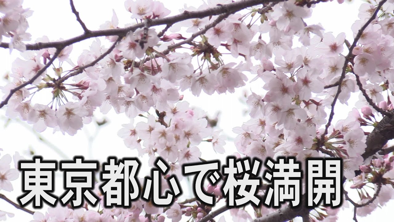 東京都心で桜満開 歴代２番目の早さ Youtube