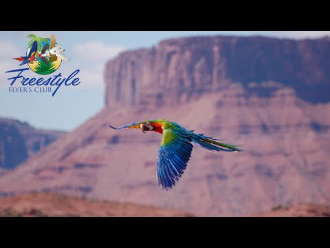 Freeflight Parrots in Various Exotic Locations