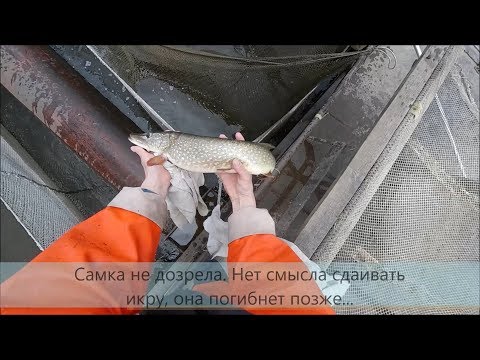 Получение малька щуки. Инкубация щуки: получение икры, оплодотворение икры щуки, выклев личинки щуки