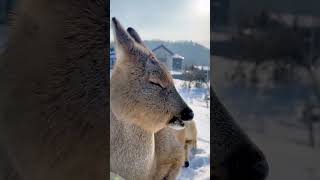 Good morning … #winter #animals #deer #cute #goodmorning #foryou