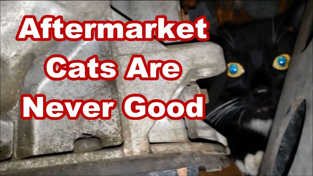 This Cars got 3 CATS under the hood. How to evict the live one YouTube