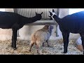 干し草を食べるウェサン羊とアルパカ　Ouessant Sheep＆Alpaca　Ouessant Sheep2017 1031