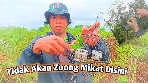 Mikat Serindit Di Sport Baru ll Poin Juga Sejak Sekian Lama Tidak Mikat