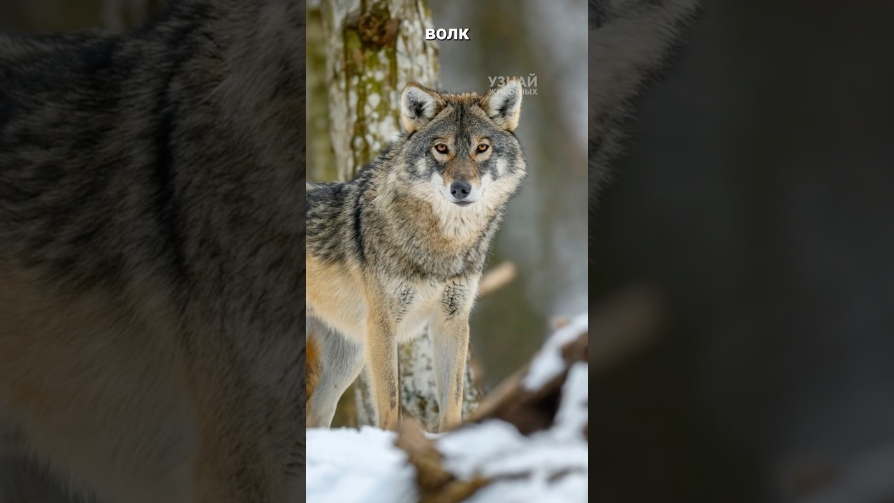 Волк-одиночка: это не просто метафора