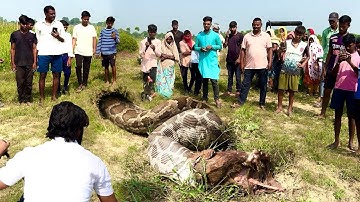  खेत में मिला अजगर साँप  🐍 कौन से जीव को जिंदा निगल गया 😱 || Murliwale Hausla 