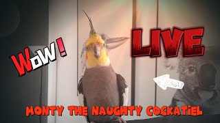 Monty The Naughty Cockatiel is live. No 37. ❤️. Cockatiel singing. #viral #monty