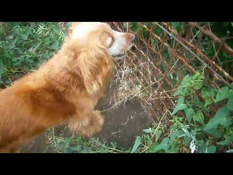 Домашние животные (часть 2)!))))))))))